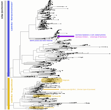 Image result for Astripomoea hyoscyamoides