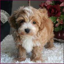 White Brown Maltipoo Maltipoo Puppy Maltipoo Puppies For Sale Cute Baby Animals