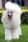 Poodle - Wikipedia