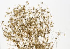 Image result for Schinziella