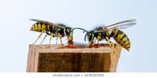 Wasps Sit On A Piece Of Wood And Eat Concept Dangerous Insects Aggressive Animal Background Bee Caution Close Up Closeup Common Wasp Wood Eat