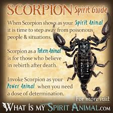 Scorpion Symbolism Meaning Spirit Totem Power Animal Power Animal Animal Totem Spirit Guides Spirit Guides