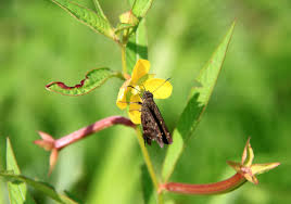 Image result for Leptochloa uniflora