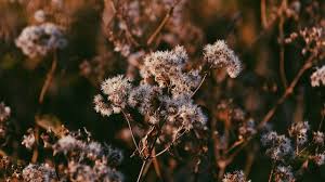 Hours may change under current circumstances How Dead Plants Provide Life For Birds Pollinators And People One Earth Body Care