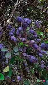 Image result for Memecylon myrianthum