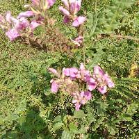 Image result for Mellera lobulata