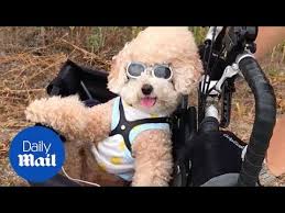 Labradoodles and goldendoodles are the most the first doodles were likely cockapoos. Adorable Poodle Rides In Bicycle Basket With Owner Daily Mail Youtube