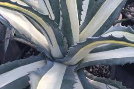 Image result for Asparagaceae