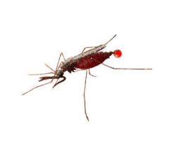 Owing to our expertise, we are instrumental in offering mosquito management service that is helpful in controlling the breeding and infestation of mosquitoes. Mosquito Pest Control Services In India Rentokil Pci