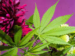 Growonline | january 26, 2021. Cocina Con Magia Gastronomia Y Cannabis En La Cdmx