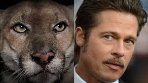 P-22, 'The Brad Pitt' Of Mountain Lions, Celebrates A Decade At Griffith  Park