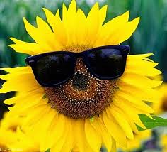 (bunga meninggalkan sebagian wewangiannya di tangan yang memberikannya kepada orang lain.) a flower blossoms for its own joy.. 100 Gambar Bunga Matahari Dan Penjelasannya Hd Gambar Pixabay