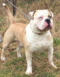 These are very nice solid english bulldog puppies. Alapaha Blue Blood Bulldog Puppies For Sale Mansfield Nottinghamshire Pets4homes