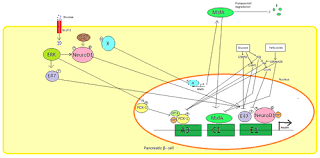In most of the species, a chain has 21 amino acids. Insulin Wikipedia