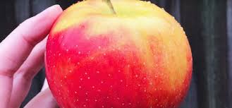 The following varieties will pollinate this cherry tree. Pollination Guide One Green World