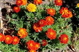 They are among several groups of plants known in english as marigolds. Tagetes Tagetes Patula Hybriden Tagetes Garten Wissen
