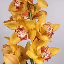 Cymbidium Orchid Yellow River Are Perfect For Wedding Flower Arrangements They Create A Natural And Delicate Loo Cymbidium Orchids Orchids Flower Arrangements