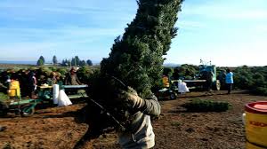 Contact form to reach us by email. Family S Christmas Tree Farm Offers Customers Little Bit Of Magic Abc News