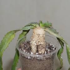Image result for Corallocarpus welwitschii
