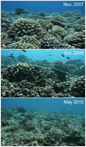Australia S Great Barrier Reef Is In Decline From Ocean Acidification Ocean Acidification Great Barrier Reef Global Warming Project