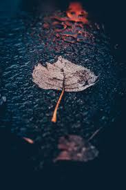 You can also upload and share your favorite rain wallpapers hd. 350 Rain Wallpapers Hd Download Free Images Stock Photos On Unsplash
