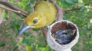 Check spelling or type a new query. Burung Kelicap Kunyit Cak Lilin Siri 5 Youtube
