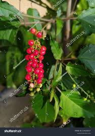 Image result for Phytolacca dodecandra