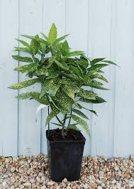 Maybe you would like to learn more about one of these? Spotted Laurel Hedging Plants Aucuba Japonica Variegata