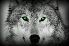 Black And White Wolf Tattoo With Blue Eyes Green Wolf Eyes Wolf Eyes Green Eyes Wolf
