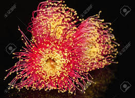 Australian native tree with red flowers. Red Flowers From The Gum Tree Eucalyptus Phytocarpa Australian Native Tree Stock Photo Picture And Royalty Free Image Image 14682211