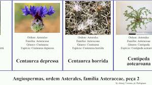 Image result for Brachycome mossambicensis