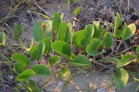 Image result for Corbichonia decumbens