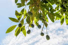 It produces large, inedible fruit and i was told i should plant a second one for cross fertilization. What Is The Recommended Avocado Tree Height Avocado Buddy
