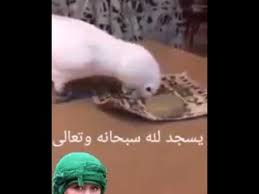 Namaz Kilan Kus Songs Society