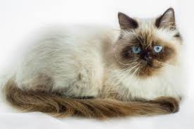 Himalayan, also called colourpoint, or colorpoint, breed of domestic cat with the colouring of the siamese and the build and coat of the longhair the points, as in the siamese, may be deep brown (seal point), lighter brown (chocolate point), blue gray (blue point), pinkish gray (lilac point), or. Understanding Himalayan Cat Colors Lovetoknow