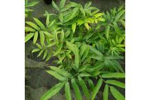 Image result for Coniogramme africana