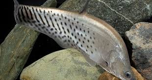 Black And White Spotted Catfish Pin On Knifefish