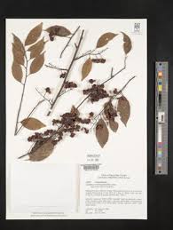Image result for Allocassine laurifolia