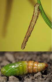 The skin shrivels and the unusually shaped chrysalis is revealed. Insect Identification
