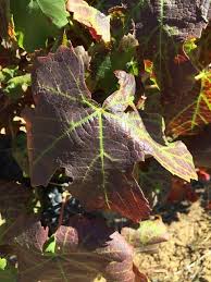 Image result for Grapevine leafroll virus