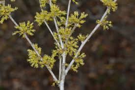 Image result for Phyllanthus pinnatus