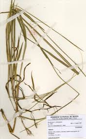 Image result for Digitaria longiflora