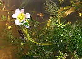 Image result for Cabombaceae