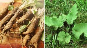 It is also effective in treating dandruff and dry hair conditions. When Digging A Burdock For Washing Your Hair The Use Of Leaves And Burdock Root For Hair A Decoction And Masks