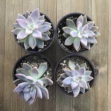 This includes the succulent's propagation, watering, repotting, soil mix, light requirements. Unique Hanging Succulents For Sale Online Every Plant Guaranteed Harddy