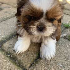 This breed is an excellent companion for people who live in small places. Shih Tzu Puppies For Sale And Adoption Posts Facebook