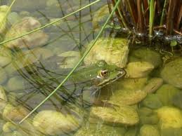 Wann laichen frösche im teich? Welcher Frosch Ist Das Forum Froschnetz