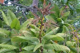 Image result for Triplaris americana