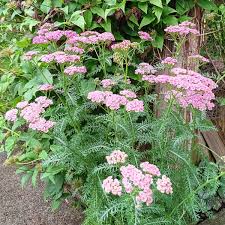 Image result for Achillea millefolium