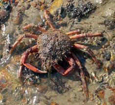 Spider Crab - Catch It And Cook It- Grandads Cookbook